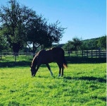 화성승마장서 실종된 50대 여성 추정 시신 발견...낙마사고 가능성