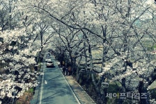 울릉도 황토구미 등 14곳 국가 산림문화 자산 됐다