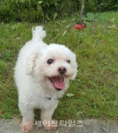 동물병원 과잉진료 때  과징금 5천만원 부과 … 수의사법 개정
