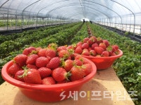 전남도, 대기업과 농산물 직거래 네트워크 구축
