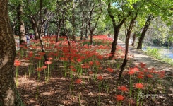 [포토 에세이]  만개한 꽃무릇, 분당중앙공원에서 힐링하세요