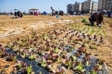 인천 계양구, 2022년 계양실버농장 분양 대상자 모집