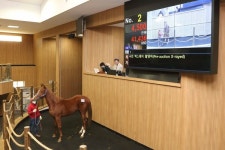 올 첫 경주마 경매, 낙찰률 전년比 2배↑