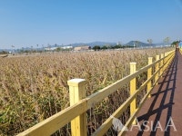 [A 현장] 차(茶)와 문학, 갈대가 숨 쉬는 곳 강진