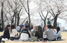 벚꽃 마케팅 탄력 받을까...지난해 주요 명소 매출액↑