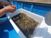 완도군, 수산자원 조성 위해 꼬막·해삼 종자 방류