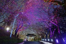 인천 미추홀구, 수인선 바람길 숲 공공디자인 거점 선정