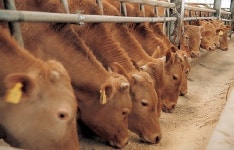 인천 강화군, 축산농가 사료 구매 자금 43억원 배정 지원