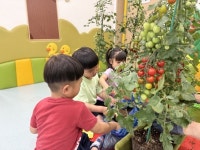 나주시, 어린이집 체험용 방울토마토 화분 지원