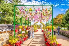 인천 계양구, 계양아라온 2025년 가을꽃 국화·백일홍 축제 41만여명 방문 기록 성료