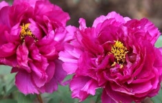 [김진국의 심심(心心)토크] 또 한 번 모란이 필 때까지