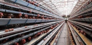 닭 123만마리 A4 반 장 케이지서 폐사···사육 면적 확대 쉽지 않은 이유는