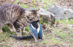 [송미옥 더봄] 길냥이의 부재가 몰고 온 전쟁터(농장) 이야기