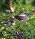 [송미옥 더봄] 길냥이의 부재가 몰고 온 전쟁터(농장) 이야기