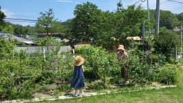[송미옥 더봄] 길냥이의 부재가 몰고 온 전쟁터(농장) 이야기