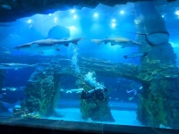 [김성주 더봄] 도심 속 푸른 쉼표, 아쿠아리움이 그리는 바다의 미래