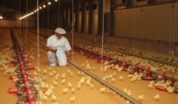 2028년까지 친환경생산 80%↑···하림, 동물복지 사육 확대