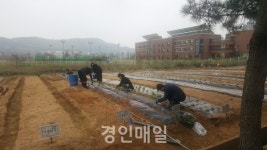 인천환경공단, 영종도 주말농장 무료분양