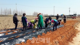 인천 계양1동 보장협의체, 저소득층 감자 지원 우리 손으로!