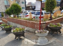 인천 계양2동, 쓰레기 무단투기취약지역 봄꽃 600본 식재