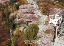 미추홀구, 수봉공원 랜선꽃구경