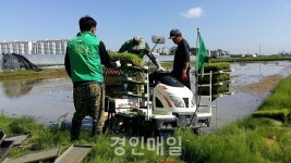 인천 계양구 계양3동 새마을지도자협의회 사랑의 모내기 실시