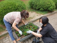 중리동주민자치위원회, 꽃 심기 봉사활동