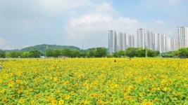 안산시 단원구청 앞 코스모스단지, 꽃 만개