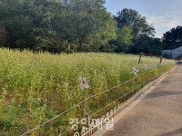 논현고잔동에서 메밀꽃길 걷고 코로나블루 극복해요