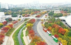 안산 초지동 화정천 단풍나무