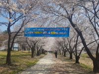 수원시 권선구, 황구지천 벚꽃길 사회적 거리두기 캠페인