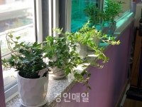 인천 청호 초등학교, 마을 연계 생태환경교육으로 푸른 그린마인드 UP!