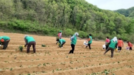 여주시 점동면 새마을부녀회, 이웃돕기 위한 고구마 공동농장 가꾸기 작업 실시