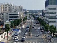 여주시, 세종로 가로수 수형 조절 추진