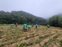 여주시 점동면 새마을부녀회, 고구마 공동농장 이웃사랑 나눔 고구마 캐기 행사 진행