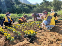 강화군 내가면 적십자부녀회, 고천2리 포켓쉼터 가을꽃 식재