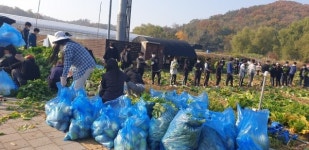 계양구자원봉사센터, G패밀리봉사단 배추 수확해 어려운 이웃에 전달