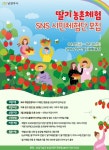 남양주시, 오는 28일부터 농가 홍보 위한 딸기 농촌체험 SNS 시민체험단 모집