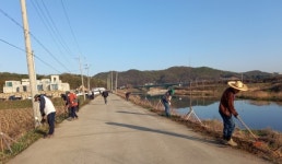 찾고싶은 고향, 살고싶은 호법…복하천변 코스모스 꽃길 가꾸기