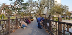 안성1동 주민자치위원회, 낙원역사공원 봄꽃 식재