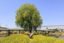 포곡읍, 경안천 산책로 유채꽃길에 조형물‧야간조명 설치