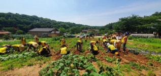 (사)양주시자원봉사센터, 양주시가족봉사단과 함께 감자수확 봉사활동 실시