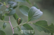 인천시계양도서관, 계양산 나무 숲 생태 아카이빙 재개
