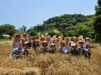 남양주시, 우리밀 수확 체험 실시