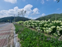 곤지암읍, 국도 23번도 가로변 여름꽃 만발 눈길