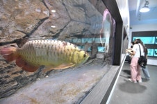 [포토]시흥시 아쿠아펫랜드 2023 한국관상어산업박람회 성료