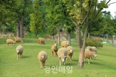 인천 남동구, 늘솔길 숲 이야기 힐링 프로그램 운영