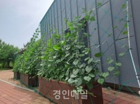 인천서구 기후위기 극복을 위한 벽면녹화 시범사업 추진중