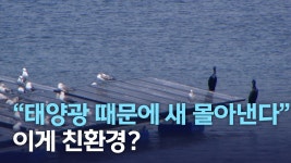 태양광 때문에 새 몰아낸다..이게 친환경?