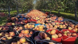 이철희 청송농장 대표, 서울시 지적발달 장애인 복지협회에 후원